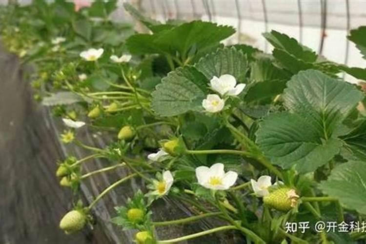 钙镁肥的正确使用方法