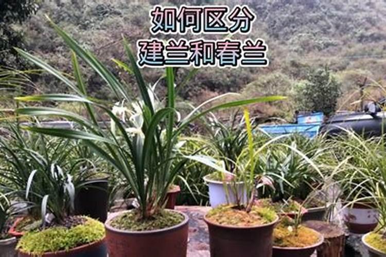 兰花追肥使用有机肥到底好不好