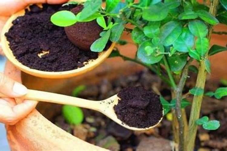 有机肥料可以直接种花吗