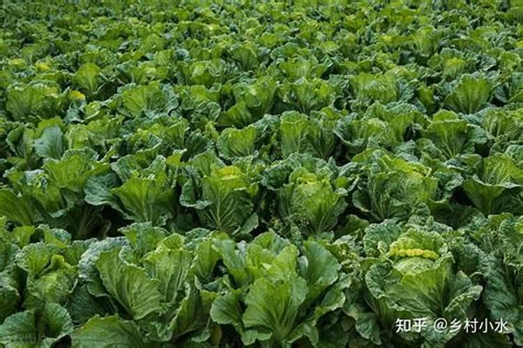 种白菜如何补施钙肥