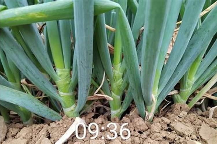 土豆可以用尿素施肥吗 开花前可以使用吗