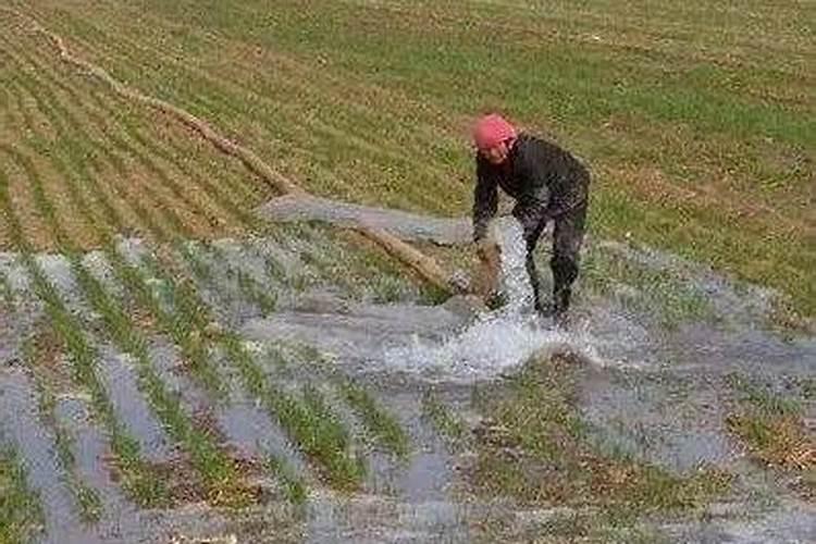 果树水溶肥的使用方法
