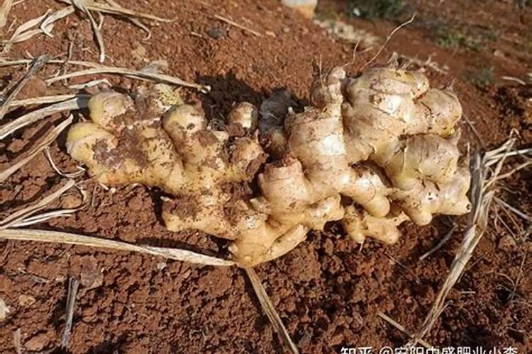 大姜种植后头两次浇水应怎么冲施肥料？