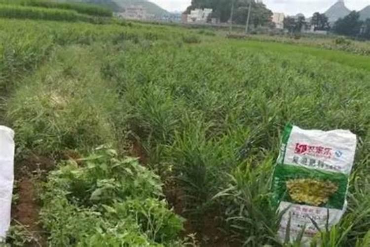 大姜几个芽小培土,大姜后期用什么肥料好