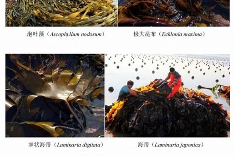 绿萝用什么肥料最好