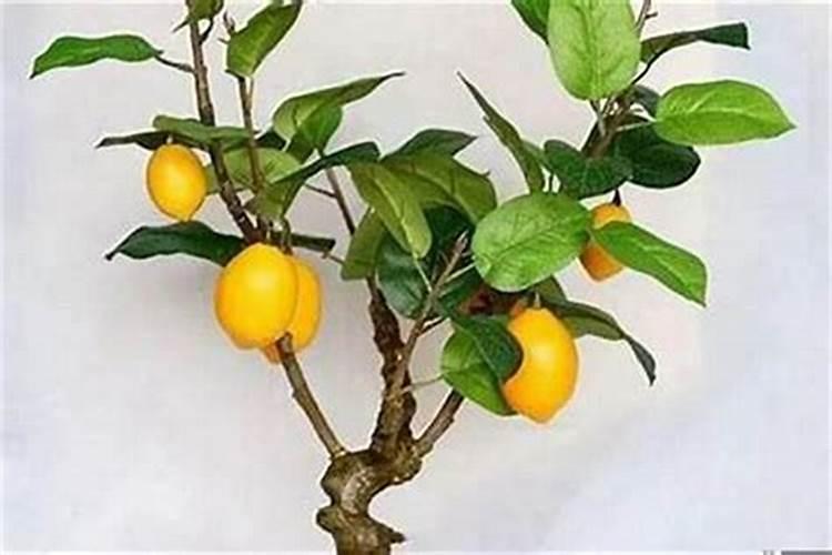 氮肥深施的原因