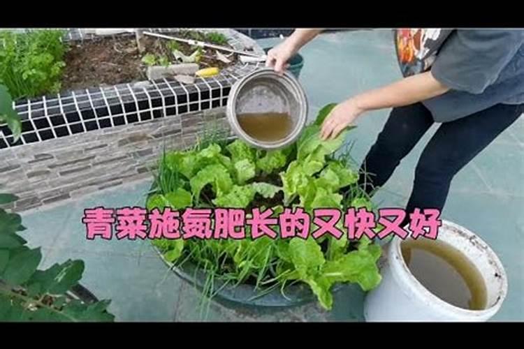 种青菜如何正确施肥