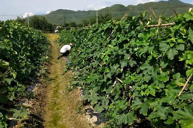 杜鹃花应施什么肥,杜鹃花什么时候施肥(图)