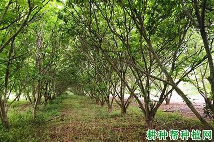 西红柿几天发芽出苗