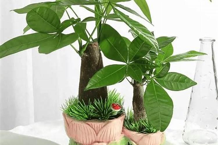 脆蜜金桔种植技术与管理