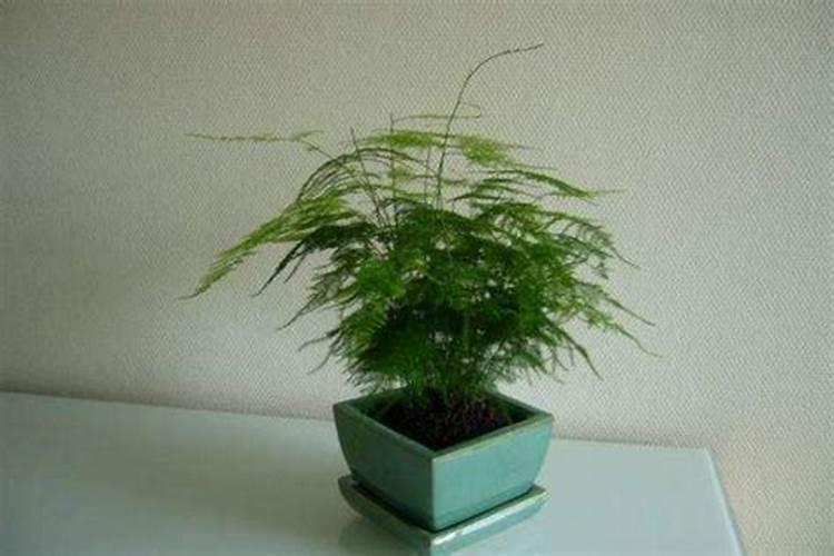 文竹浇什么肥最好