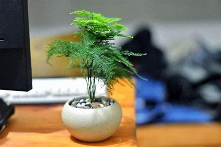 文竹浇什么肥料合适
