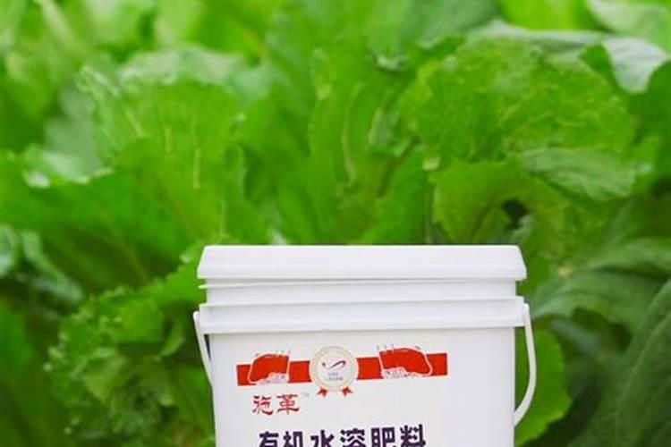橘子树种植和施肥技巧