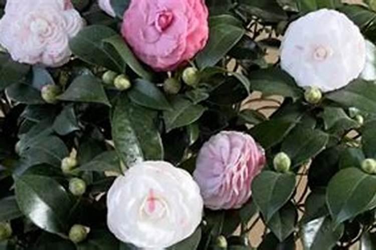 柑橘树要保花保果打什么药？什么时候打？