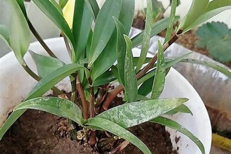 有露水可以打叶面肥吗