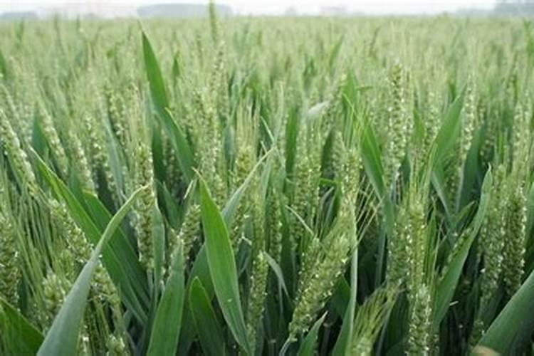 冰菜的种植方法和时间