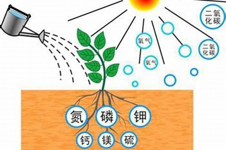 多肽原液怎么使用