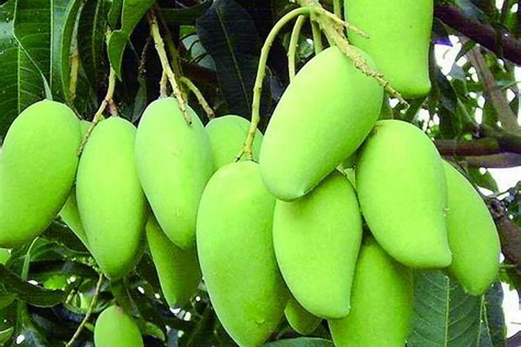 芒果树用什么肥料最好？黑老虎芒果生态种植方案!