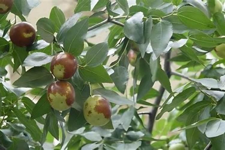 冬枣如何施肥才能高产