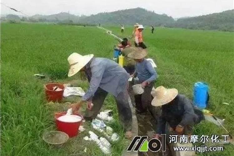 草莓高钾肥的使用方法