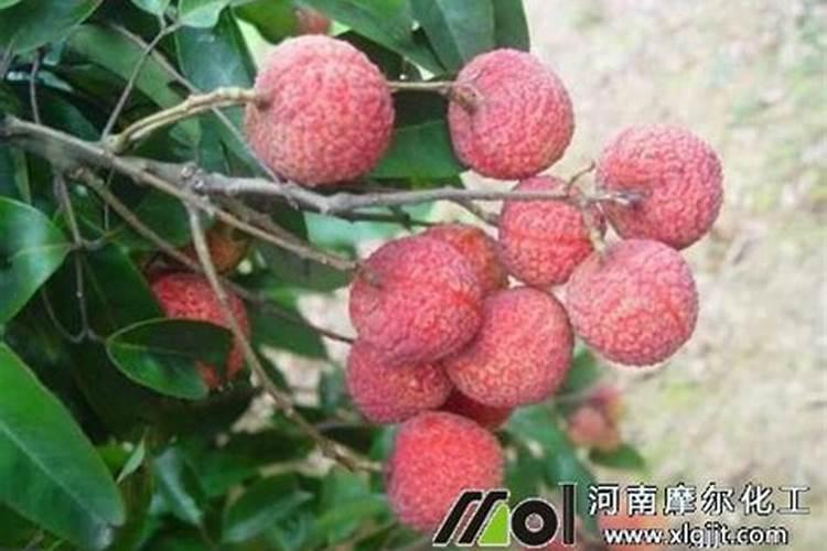草莓高钾肥的使用方法