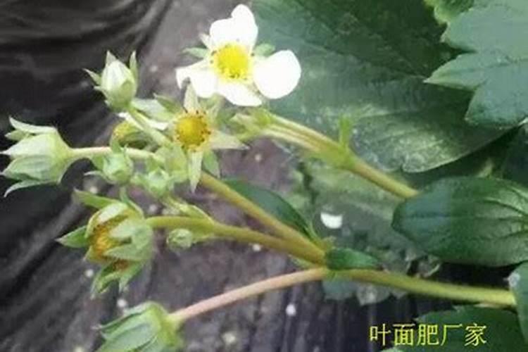 草莓开花前期用什么肥