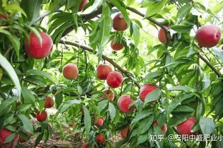 什么东西含磷可以做肥料、在家怎样自制磷肥