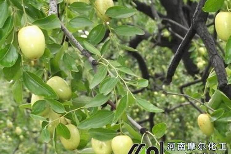 天脊硝酸磷肥可以撒吗
