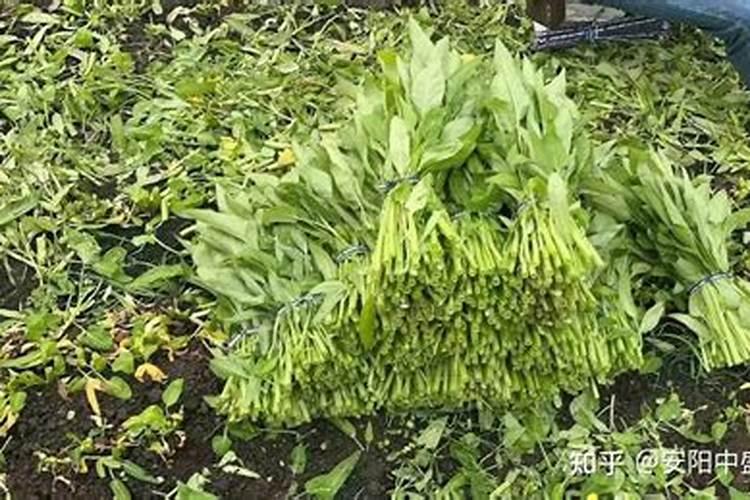 菠菜最怕三种肥料