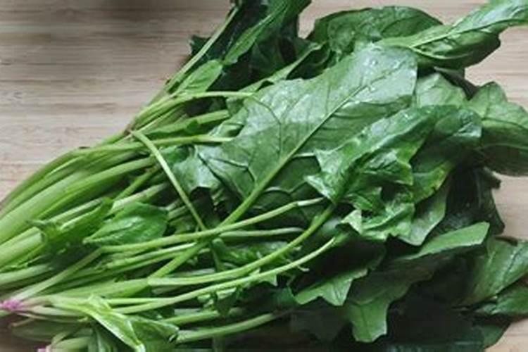 种菠菜什么肥料不能施