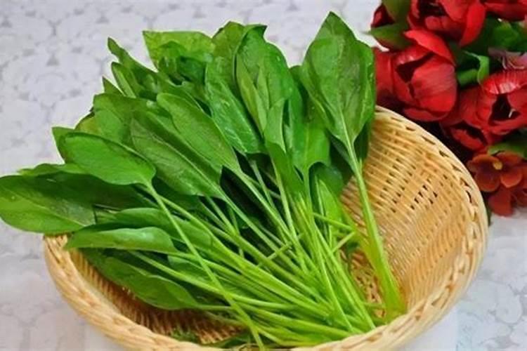 菠菜最怕三种肥料