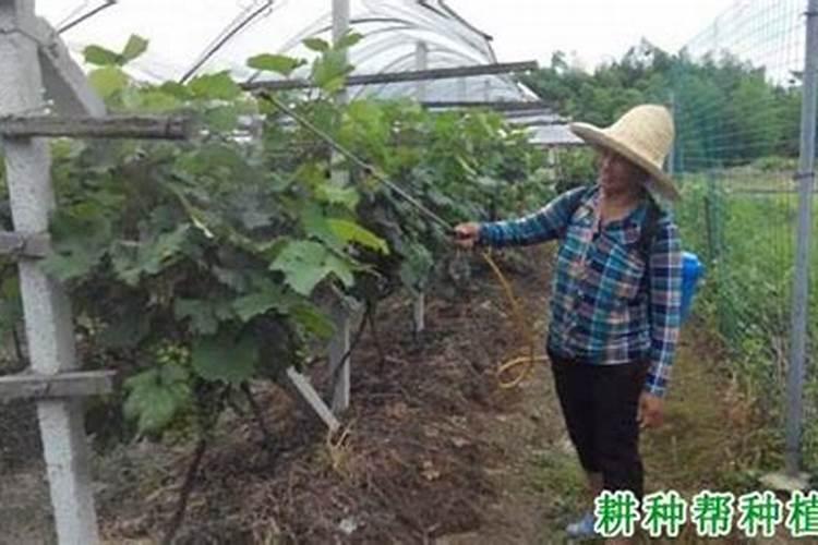阿莫西林可以浇花吗