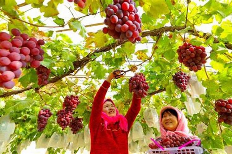 夏黑葡萄转色期喷几次磷酸二氢钾叶面肥？