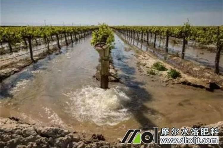 冲施水溶肥几天见效