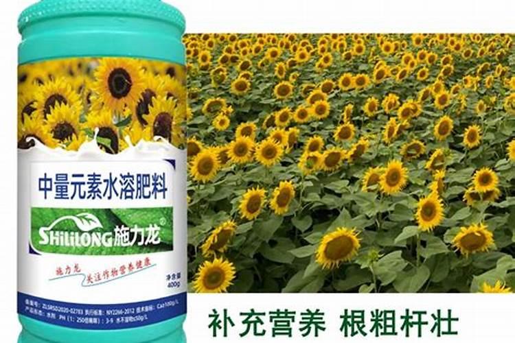 怎样对向日葵施肥