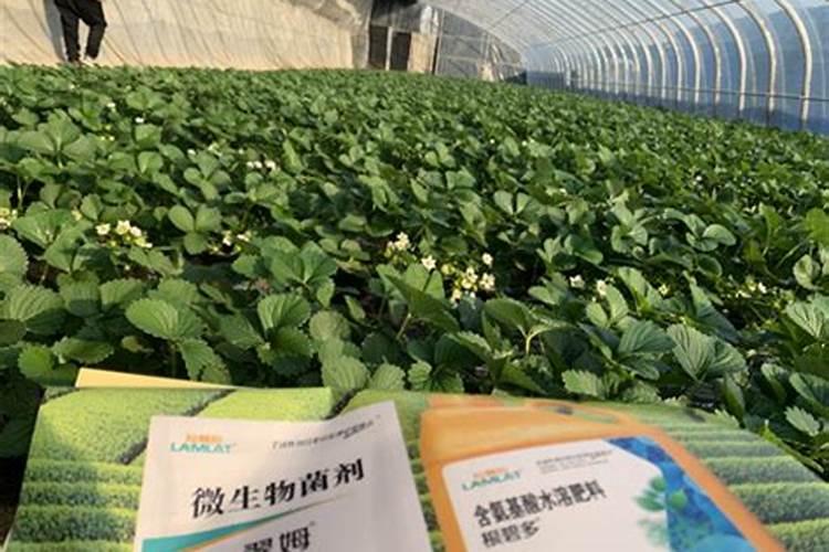 想在大丰收这个农资电商平台上面买化肥,不知道他们家化肥怎么样？