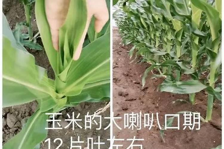 春玉米种植注意什么事项