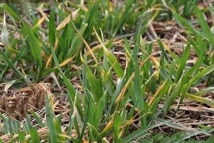 小麦叶尖发黄干枯是什么原因