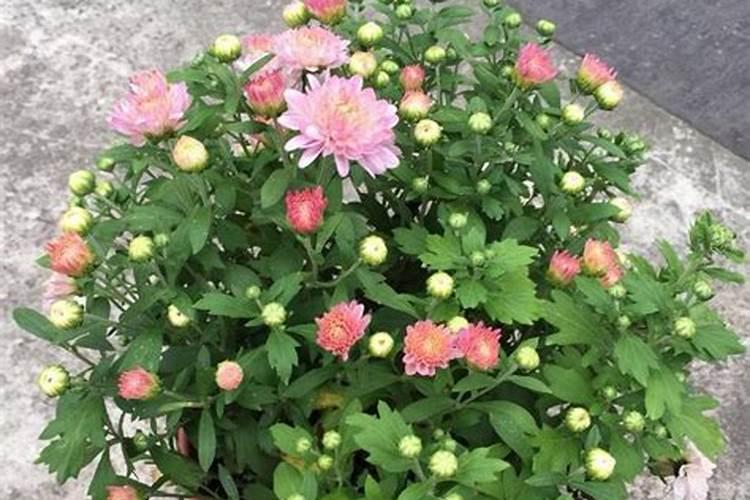 怎么给植物施肥