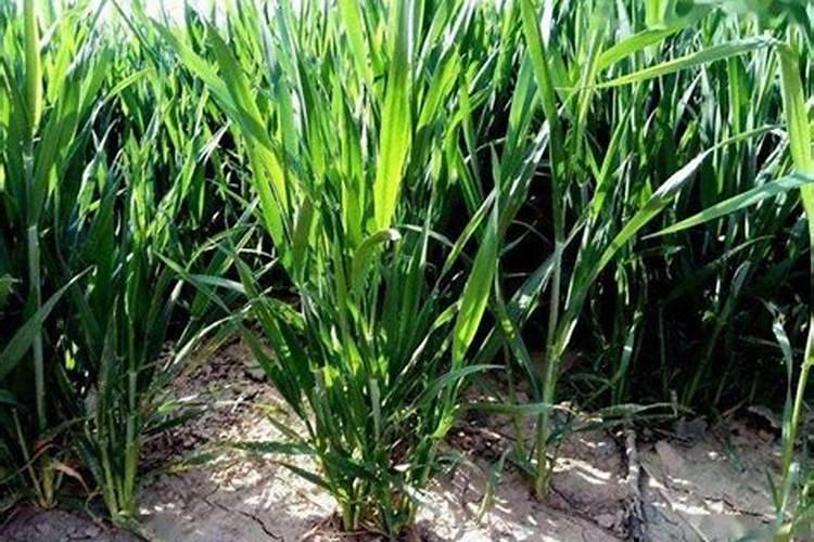 如何给油菜施肥 小麦油菜施肥时间及方法