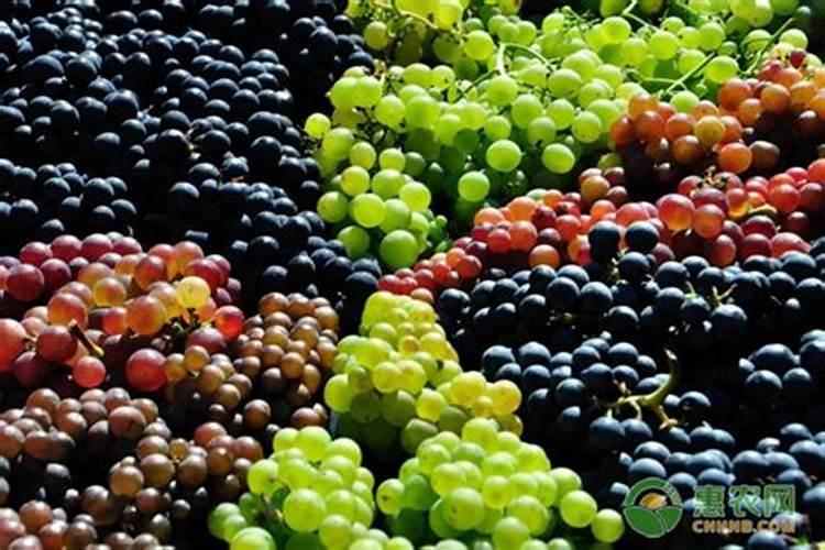 葡萄可以打矮壮素吗