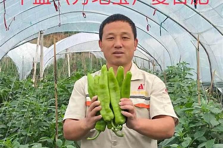 2年生苹果幼树春季施什么肥好？