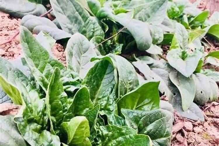 养殖菠菜最佳施肥时间和方法是什么？