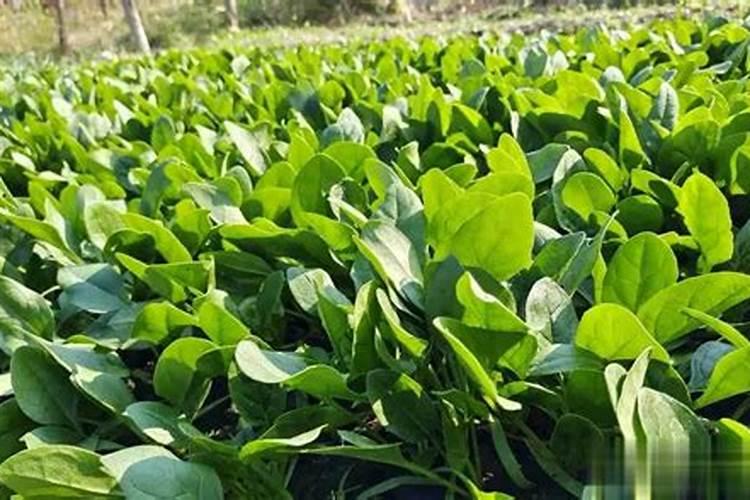 菠菜喜欢什么肥料 菠菜最喜欢什么肥料