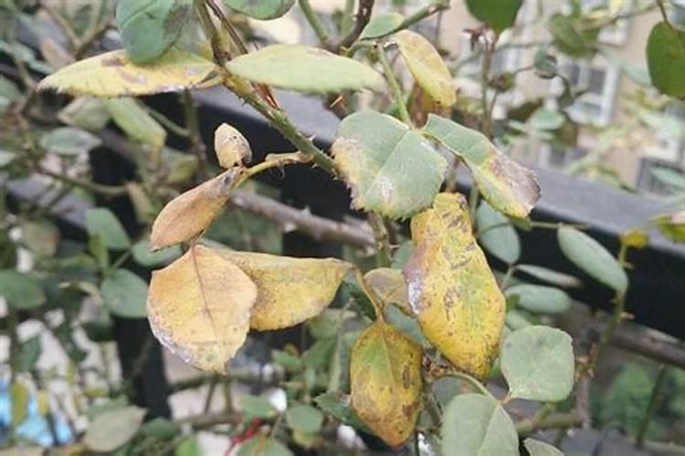 兰花什么时候施肥最好,兰花施肥用什么肥最好(氮磷钾肥)