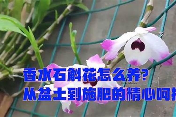 石斛花怎么养