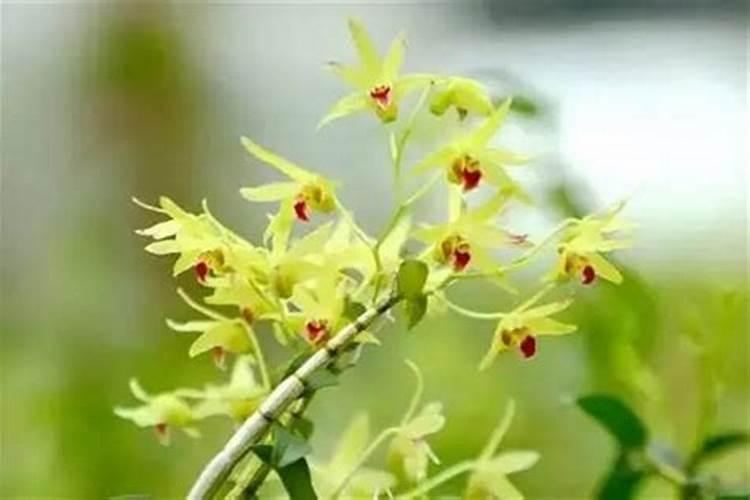 石斛花怎么养殖