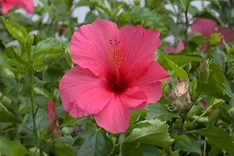 大红花花期多长时间 花期是什么时候