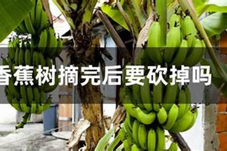 香蕉一般施什么肥
