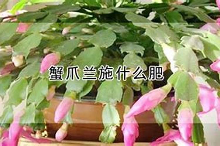 果蔬粉是什么做成的
